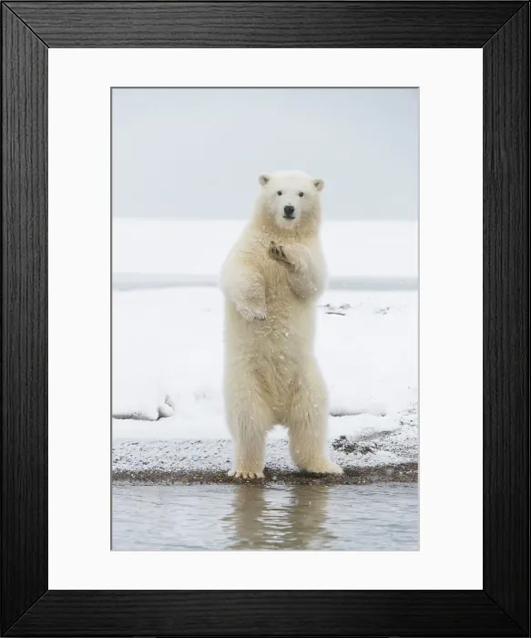 Framed Print : Polar bear (Ursus maritimus), curious spring cub stands along a barrier island to get a better look Framed Print : Polar bear (Ursus maritimus), curious spring cub stands along a barrier island to get a better look