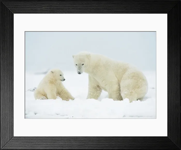 Framed Print : Polar bear (Ursus maritimus), sow with spring cub rest along a barrier island during fall freeze up Framed Print : Polar bear (Ursus maritimus), sow with spring cub rest along a barrier island during fall freeze up