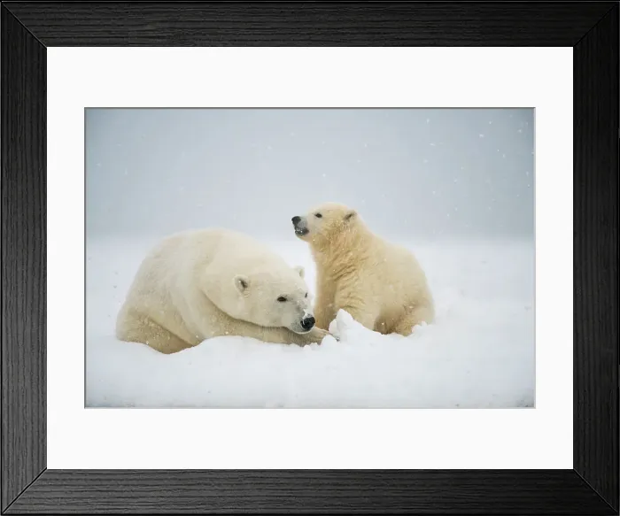 Framed Print : Polar bear (Ursus maritimus), sow with spring cub rest along a barrier island during fall freeze up Framed Print : Polar bear (Ursus maritimus), sow with spring cub rest along a barrier island during fall freeze up