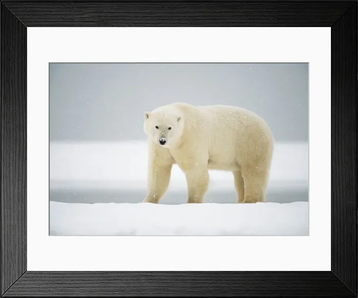 Framed Print : Polar bear (Ursus maritimus), sow along a barrier island during fall freeze up Framed Print : Polar bear (Ursus maritimus), sow along a barrier island during fall freeze up