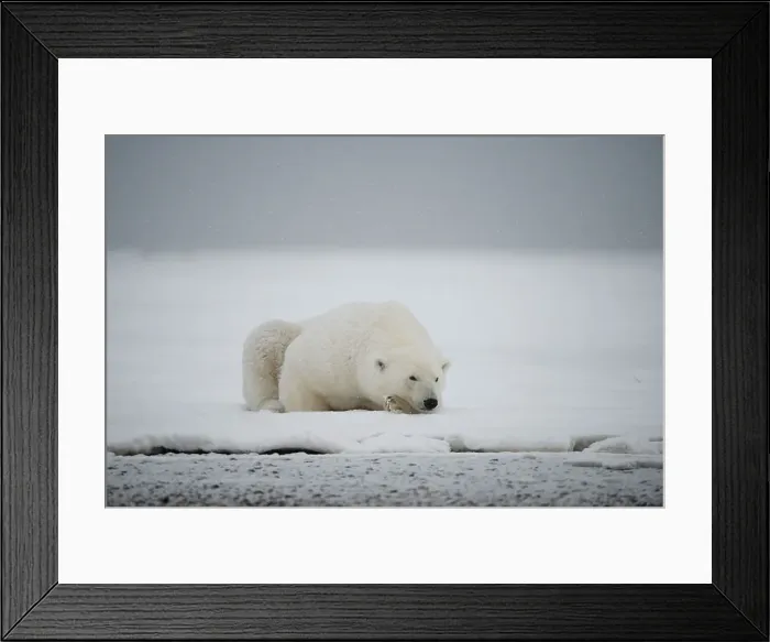 Framed Print : Polar bear (Ursus maritimus), sow rests along a barrier island during fall freeze up Framed Print : Polar bear (Ursus maritimus), sow rests along a barrier island during fall freeze up