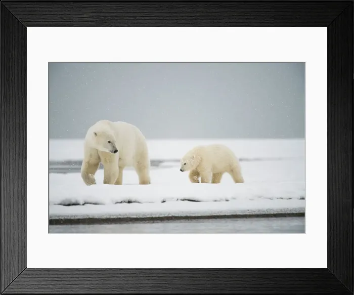 Framed Print : Polar bear (Ursus maritimus), sow with spring cub along a barrier island during fall freeze up Framed Print : Polar bear (Ursus maritimus), sow with spring cub along a barrier island during fall freeze up