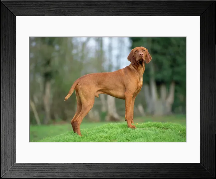Framed Print : Hungarian Vizsla Dog. Also known as Magyar Vizsla Framed Print : Hungarian Vizsla Dog. Also known as Magyar Vizsla