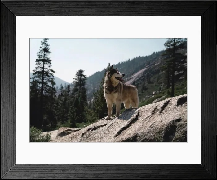 Framed Print : Husky dog in the mountains Framed Print : Husky dog in the mountains