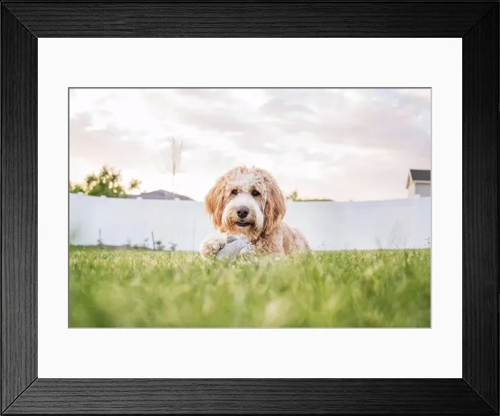 Framed Print : Bernedoodle dog laying in the grass at sunset