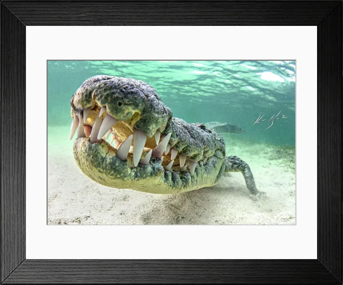 Framed Print : Underwater view of American Crocodile Framed Print : Underwater view of American Crocodile