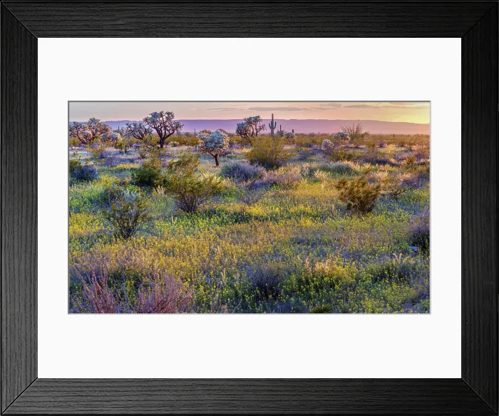 Framed Print : Bladderpods (Peritoma arborea) flowering across the desert floor following an above average winter rain season Framed Print : Bladderpods (Peritoma arborea) flowering across the desert floor following an above average winter rain season