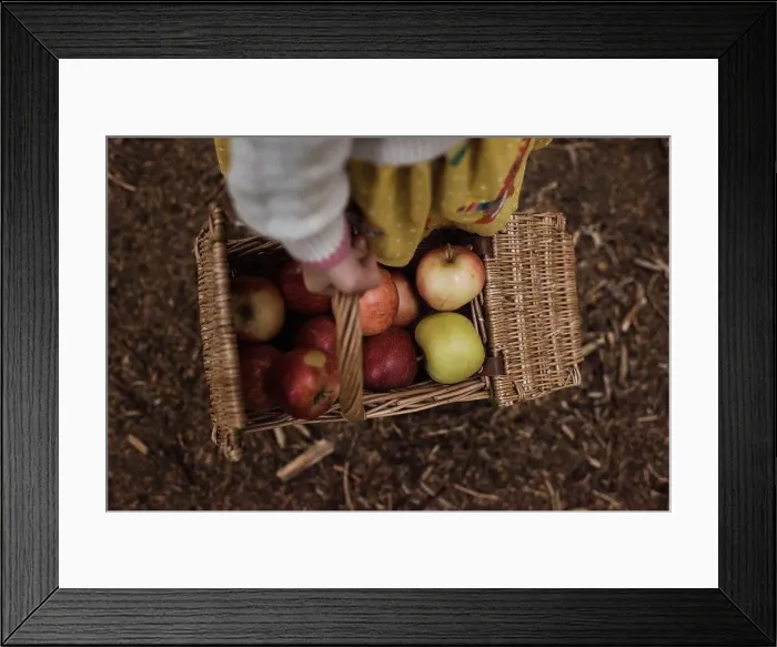 Framed Print : girl holding a basket of apples in the forest in autumn Framed Print : girl holding a basket of apples in the forest in autumn