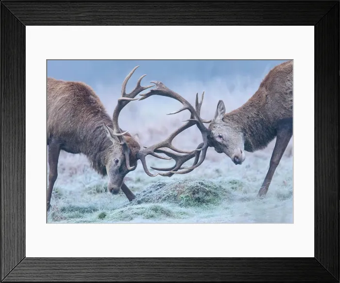 Framed Print : Red deer (Cervus elaphus) stags sparring in the frost. Richmond Park, London, England, UK. December Framed Print : Red deer (Cervus elaphus) stags sparring in the frost. Richmond Park, London, England, UK. December