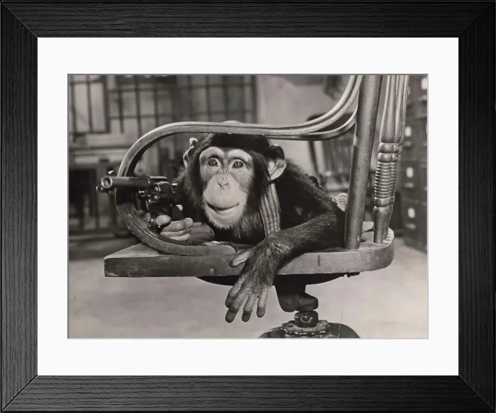 Framed Print : Portrait of chimp holding gun Framed Print : Portrait of chimp holding gun