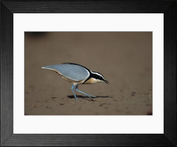 Framed Print : egyptian plover or crocodile bird pluvianus aegyptius omo river, ethiopia