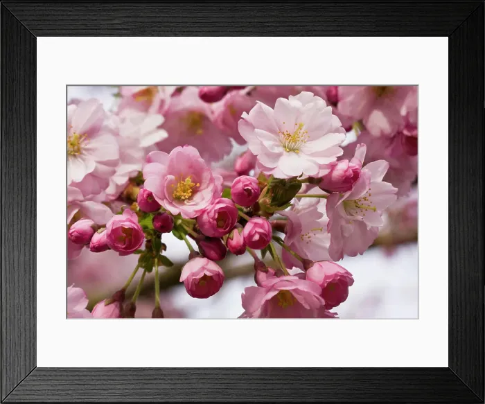 Framed Print : Close_up of flowers on a cherry blossom Sakura tree in Vancouver, British Columbia, Canada Framed Print : Close_up of flowers on a cherry blossom Sakura tree in Vancouver, British Columbia, Canada