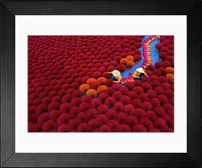 Framed Print : Aerial view of Vietnamese workers picking incense sticks from an incense field in Huyện Ứng Hòa, Hanoi, Vietnam Framed Print : Aerial view of Vietnamese workers picking incense sticks from an incense field in Huyện Ứng Hòa, Hanoi, Vietnam