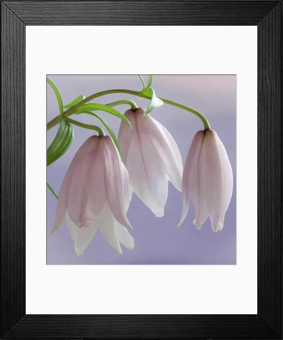 Framed Print : Shirui Lily or Siroi lily (Lilium mackliniae) Framed Print : Shirui Lily or Siroi lily (Lilium mackliniae)