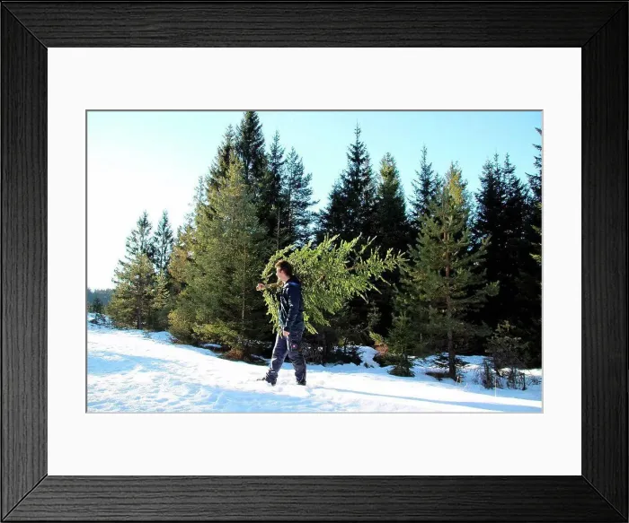 Framed Print : Man at the Christmas tree fetch
