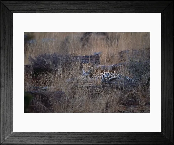 Framed Print : anatolian leopard resting on rock panthera pardus tulliana in grassland in evening sun. india