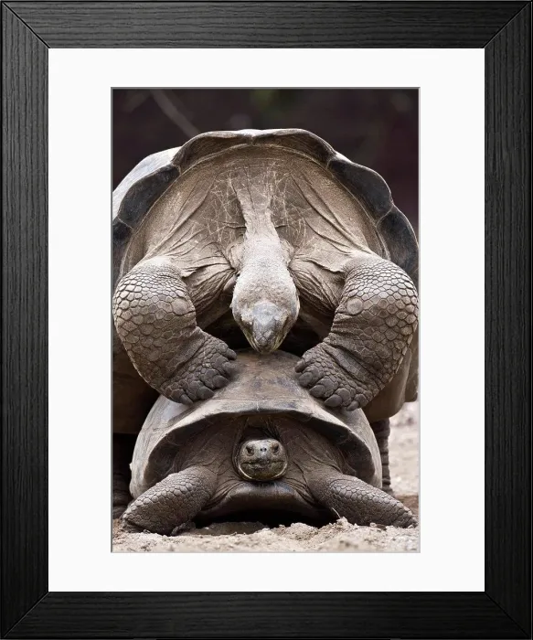 Framed Print : Sierra Negra Giant tortoises mating IsabellaGalapagos
