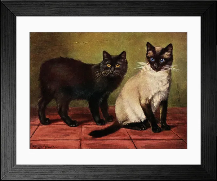 Framed Print : A black Manx cat sits quietly with an elegant Siamese. Date: 1903 Framed Print : A black Manx cat sits quietly with an elegant Siamese. Date: 1903