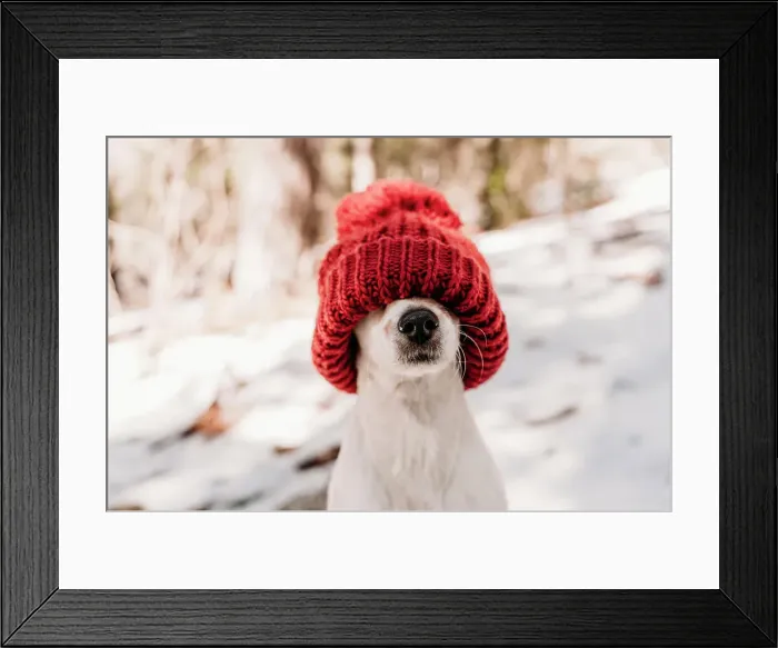 Framed Print : Cute dog covering face with red knit hat in winter Framed Print : Cute dog covering face with red knit hat in winter