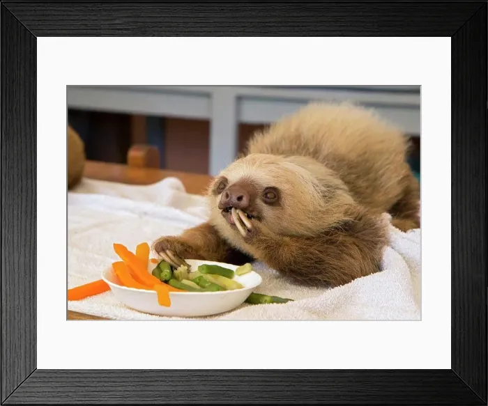 Framed Print : Hoffmann's Two-toed Sloth (Choloepus hoffmanni) orphaned baby eating vegetables, Aviarios Sloth Sanctuary, Costa Rica Framed Print : Hoffmann's Two-toed Sloth (Choloepus hoffmanni) orphaned baby eating vegetables, Aviarios Sloth Sanctuary, Costa Rica