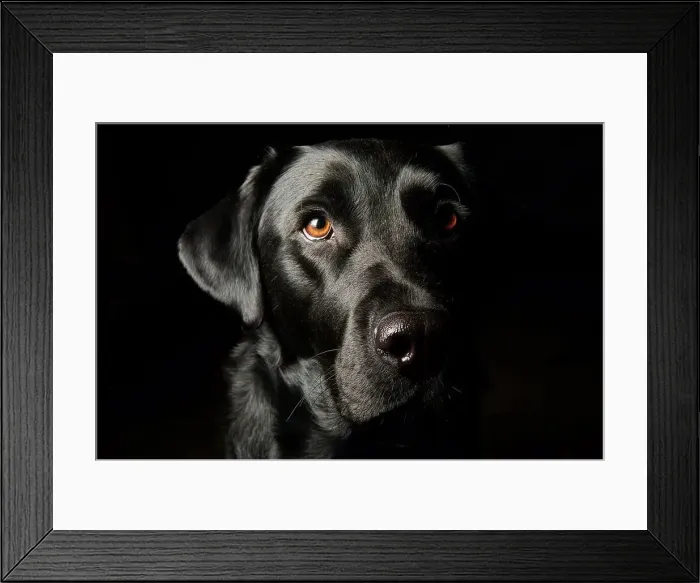 Framed Print : dog portrait black background in studio close up Framed Print : dog portrait black background in studio close up