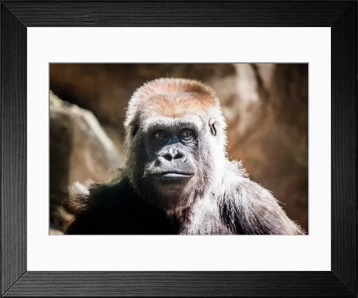 Framed Print : Cute Gorilla Framed Print : Cute Gorilla