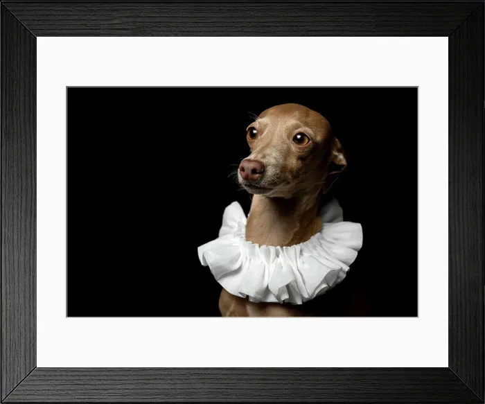 Framed Print : Little italian greyhound dog in studio disguised on dark background dressed ina funny costume Framed Print : Little italian greyhound dog in studio disguised on dark background dressed ina funny costume