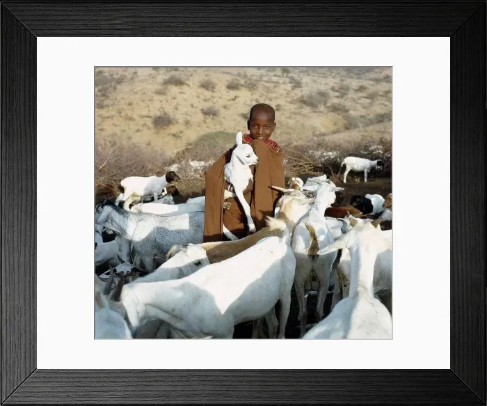 Framed Print : In the early morning, a young Samburu girl takes a kid to its mother Framed Print : In the early morning, a young Samburu girl takes a kid to its mother