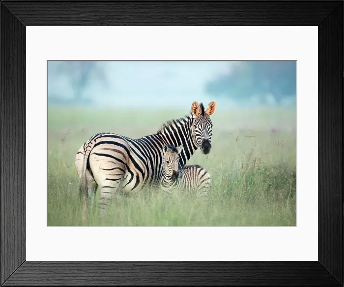Framed Print : Burchell's Zebra (Equus burchellii) mother and foal in tall grass, Rietvlei Nature Reserve, South Africa Framed Print : Burchell's Zebra (Equus burchellii) mother and foal in tall grass, Rietvlei Nature Reserve, South Africa