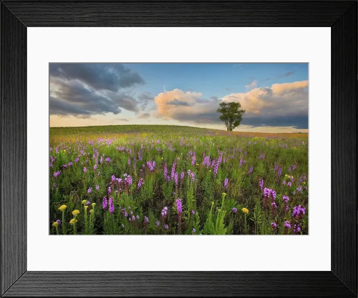 Framed Print : Thickspike Gayfeather (Liatris pycnostachya) flowering on tallgrass prairie, Crow-Hassan Park Reserve, Minnesota Framed Print : Thickspike Gayfeather (Liatris pycnostachya) flowering on tallgrass prairie, Crow-Hassan Park Reserve, Minnesota