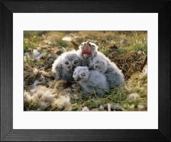 Framed Print : Snowy Owl (Nyctea scandiaca) chicks in nest, Alaska Framed Print : Snowy Owl (Nyctea scandiaca) chicks in nest, Alaska
