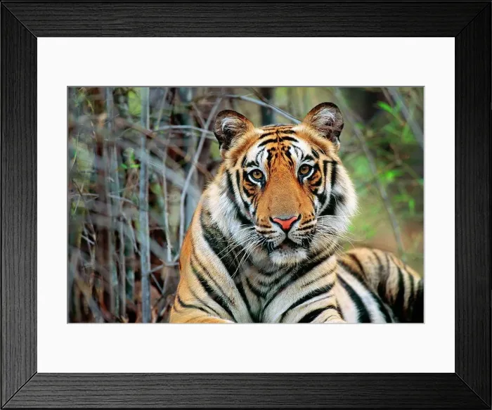 Framed Print : Bengal Tiger (Panthera tigris tigris) portrait, Bandhavgarh National Park, Madhya Pradesh, India Framed Print : Bengal Tiger (Panthera tigris tigris) portrait, Bandhavgarh National Park, Madhya Pradesh, India
