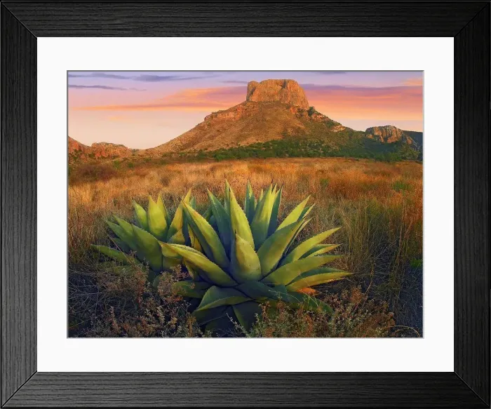 Framed Print : Casa Grande butte with Agave in foreground, Big Bend National Park, Texas