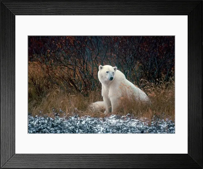 Framed Print : Polar Bear (Ursus maritimus) in a forest, Churchill, Hudson Bay, Manitoba, Canada