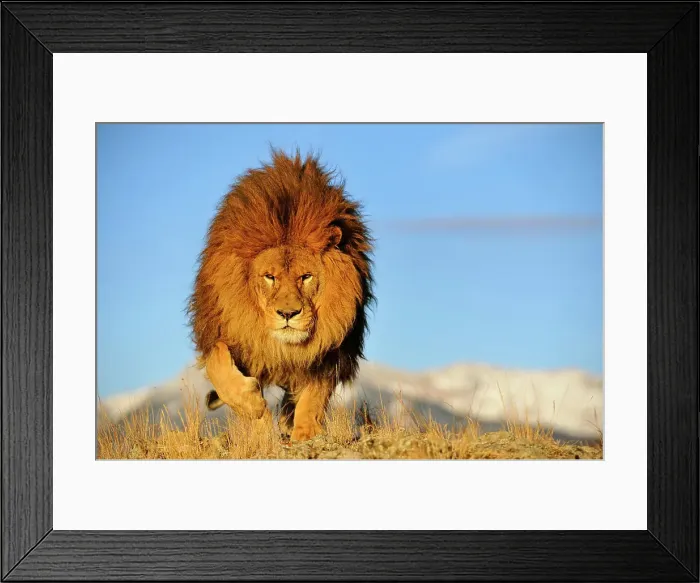 Framed Print : African lion (Panthera leo) Barbary lion extirpated in the wild Captive, Bozeman, Montana, USA Framed Print : African lion (Panthera leo) Barbary lion extirpated in the wild Captive, Bozeman, Montana, USA