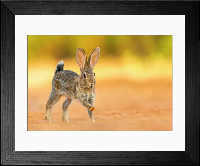Framed Print : European rabbit (Oryctolagus cuniculus) or coney (Oryctolagus cuniculus) Framed Print : European rabbit (Oryctolagus cuniculus) or coney (Oryctolagus cuniculus)