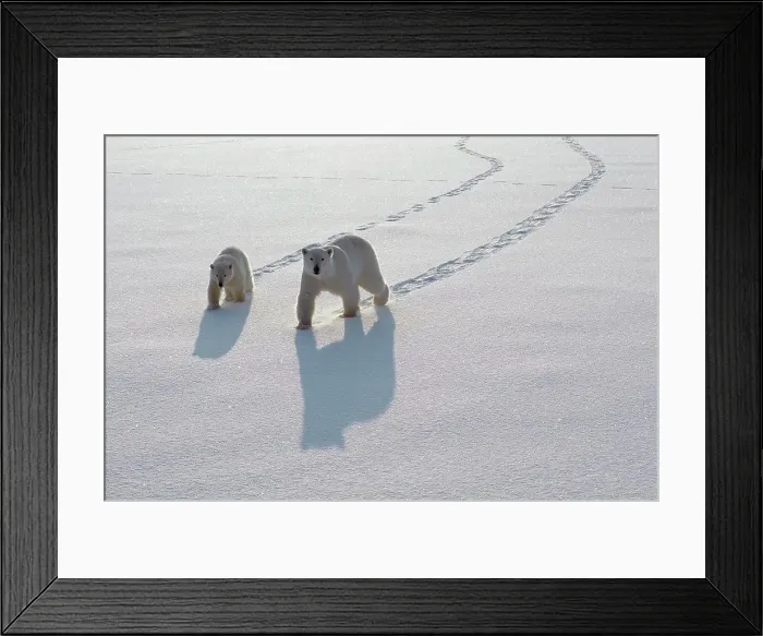 Framed Print : Polar Bear (Ursus maritimus) mother and cub crossing ice field, Churchill, Manitoba, Canada Framed Print : Polar Bear (Ursus maritimus) mother and cub crossing ice field, Churchill, Manitoba, Canada