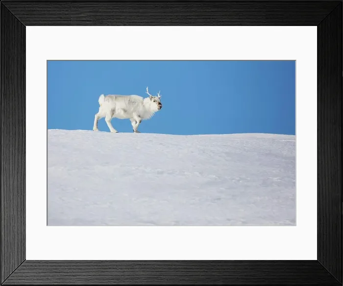 Framed Print : Svalbard Reindeer (Rangifer tarandus platyrhynchus) in snow, Svalbard, Norway Framed Print : Svalbard Reindeer (Rangifer tarandus platyrhynchus) in snow, Svalbard, Norway