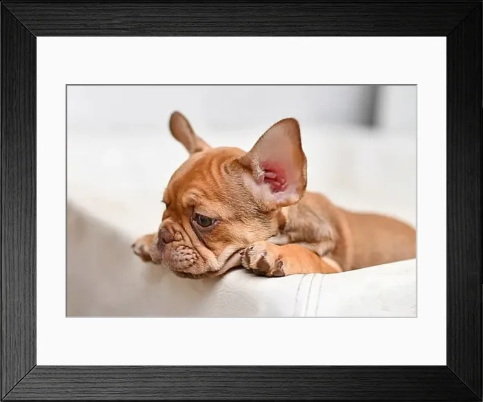 Framed Print : 10 weeks young Mocca French Bulldog dog puppy Framed Print : 10 weeks young Mocca French Bulldog dog puppy