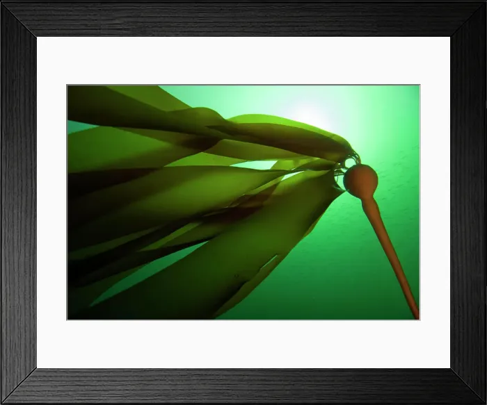 Framed Print : Bull Kelp, Nereocystis leutkeana, Discovery Passage, Strait of Georgia, near Quadra Island, British Columbia, Canada