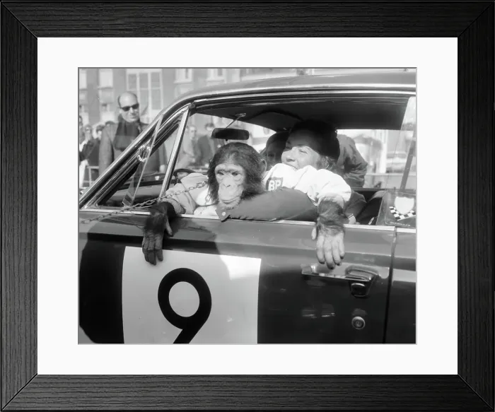 Framed Print : Anefo photo collection. Finish Tulpenralley in Noordwijk, Pat Carlsson Moss with monkey. April 28, 1966. Noordwijk Framed Print : Anefo photo collection. Finish Tulpenralley in Noordwijk, Pat Carlsson Moss with monkey. April 28, 1966. Noordwijk