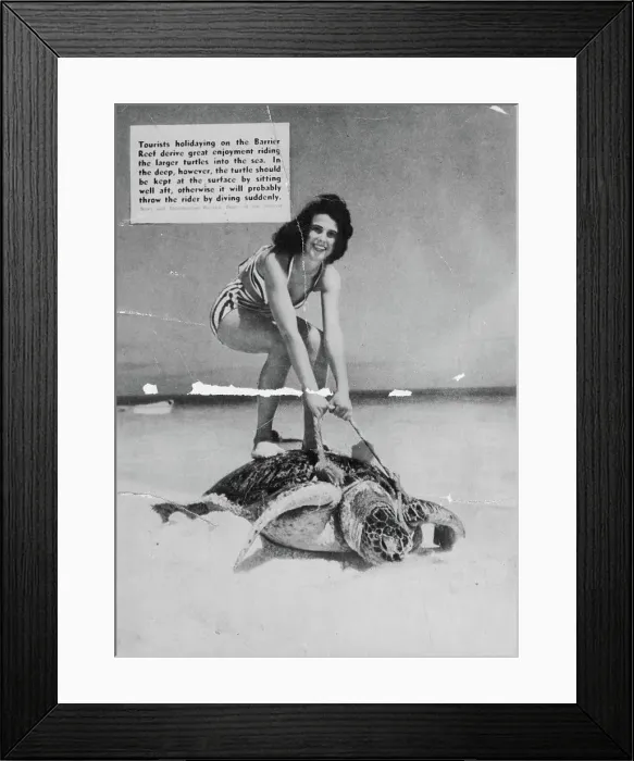 Framed Print : Tourists holidaying on the Barrier Reef drive great enjoyment riding the large turtles in to the sea Framed Print : Tourists holidaying on the Barrier Reef drive great enjoyment riding the large turtles in to the sea