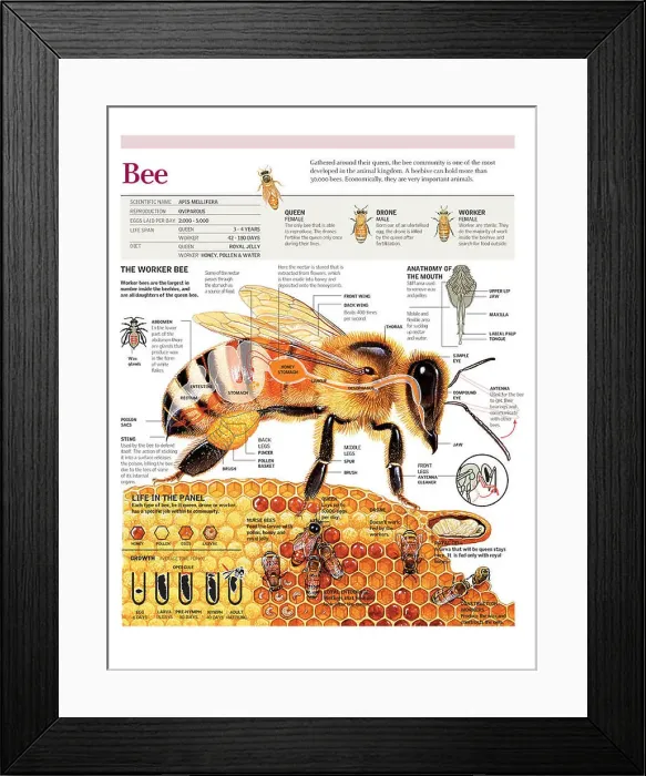 Framed Print : Infographic based on the anatomy and life cycle of a bee and life in the beehive. Adobe Illustrator (.ai); 3818x5000 Framed Print : Infographic based on the anatomy and life cycle of a bee and life in the beehive. Adobe Illustrator (.ai); 3818x5000