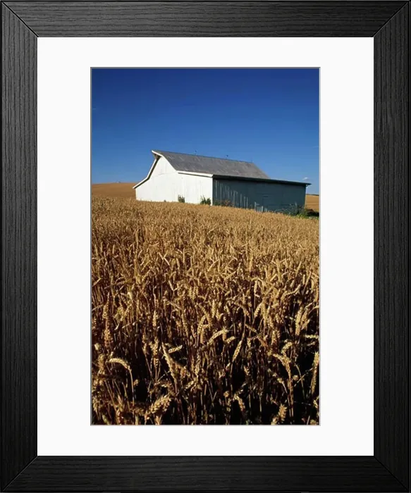 Framed Print : Barn in a wheat field, Missouri, USA Framed Print : Barn in a wheat field, Missouri, USA