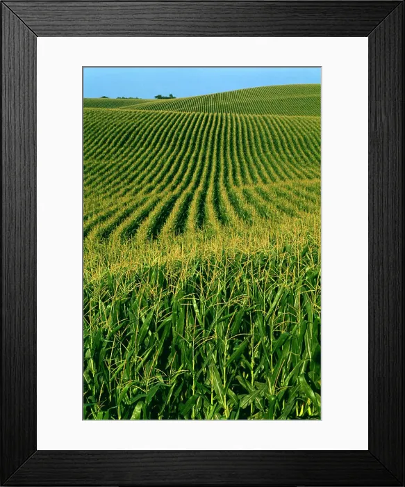 Framed Print : Agriculture - Grain corn field / Iowa, USA Framed Print : Agriculture - Grain corn field / Iowa, USA