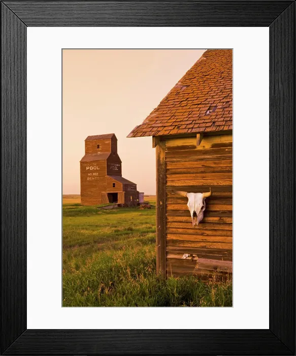 Framed Print : close up of cow skull on old house Framed Print : close up of cow skull on old house