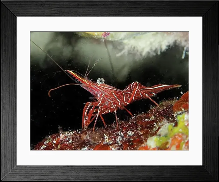 Framed Print : Camel shrimp (Rhynchocinetes durbanensis), House Reef dive site, Mangrove Bay, El Quesir, Red Sea, Egypt, Africa Framed Print : Camel shrimp (Rhynchocinetes durbanensis), House Reef dive site, Mangrove Bay, El Quesir, Red Sea, Egypt, Africa