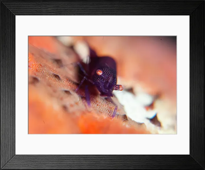 Framed Print : A purple Sea Star Shrimp, Periclimenes soror Framed Print : A purple Sea Star Shrimp, Periclimenes soror