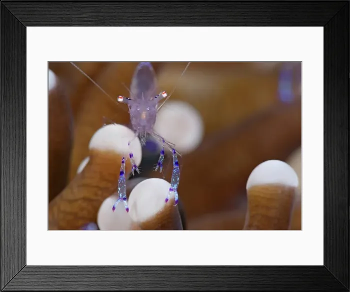 Framed Print : Close-Up of Commensal Shrimp