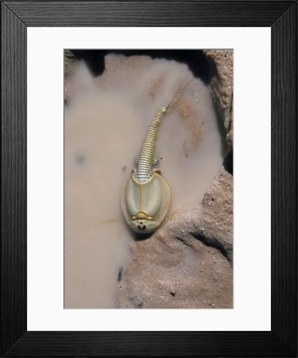 Framed Print : Shield shrimp, oldest living thing, desert region, Australia Framed Print : Shield shrimp, oldest living thing, desert region, Australia